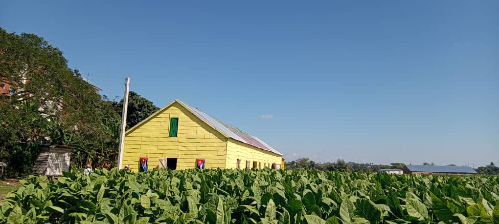 Una cita con el mejor tabaco del mundo